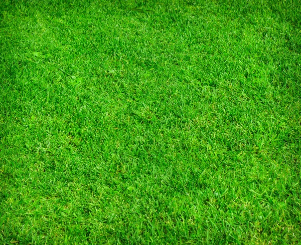 Green grass texture as a background — Stock Photo, Image