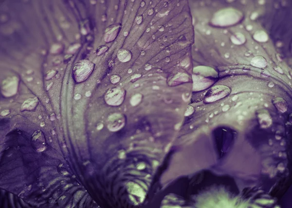 Ірис пелюстки з краплями дощу крупним планом — стокове фото