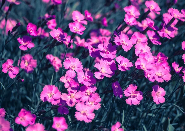 Petites oeillets roses (Dianthus) comme fond — Photo