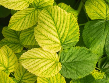 Yeşil farklı gölge ile genç Ahududu yaprakları