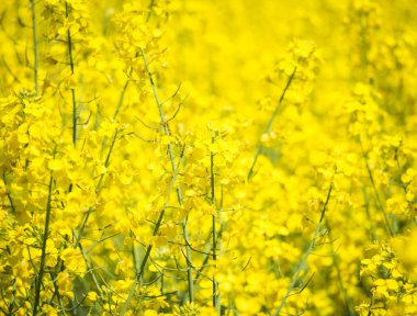 çiçek açan tecavüz alan