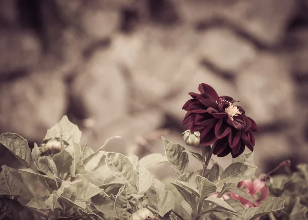 Fleur rouge foncé avec un vieux mur de pierre en arrière-plan. Rétro sty — Photo