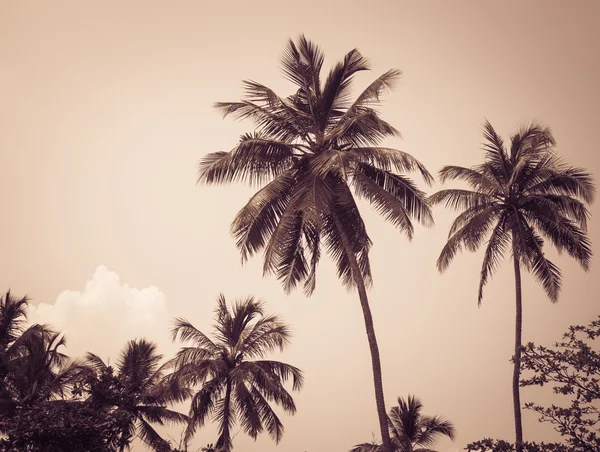 Palmy kokosowe w tropikach. Efekt sepii — Zdjęcie stockowe