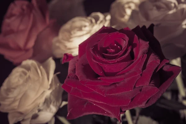 Bouquet de roses gros plan — Photo