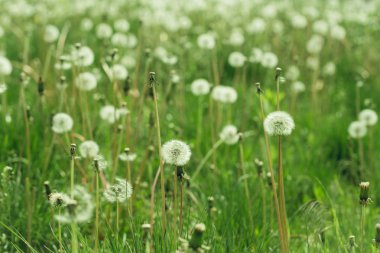 Beyaz dandelions ile çayır