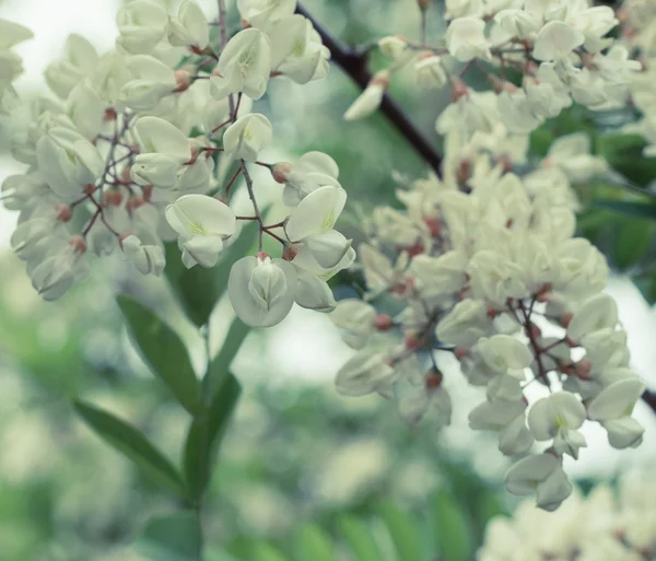Ветвь цветущей белой акации — стоковое фото