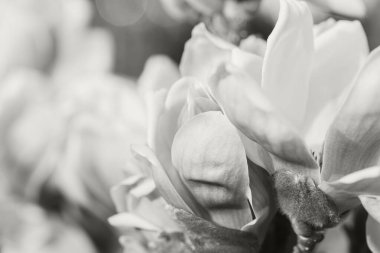 Güzel manolya çiçeği tomurcukları yakın plan. Çiçek açan çalılar. Bahar doğası kavramı. Seçici odaklanma. 2026 yılının rengi