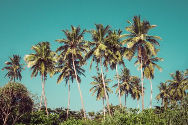 Hindistan cevizi palmiye ağaçları ve tropik mangrov 