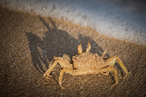 Krab na piasku — Zdjęcie stockowe