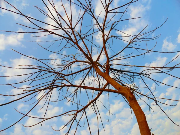 Дерево осенью против голубого облачного неба — стоковое фото
