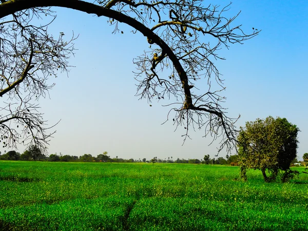 Деревенский пейзаж с зеленой травой — стоковое фото