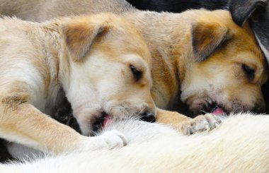 İki yavru emzirme anne köpek üzerinden