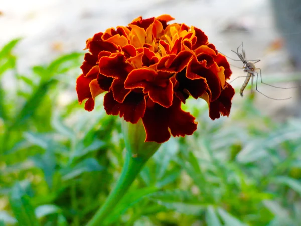 Мбаппе о "Цвете Мариголд в саду" — стоковое фото