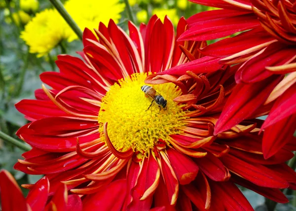 Abelha na flor fresca da margarida da Gerbera — Fotografia de Stock