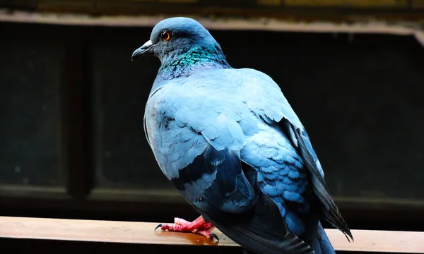 Pombo sentado na Varanda Railing — Fotografia de Stock