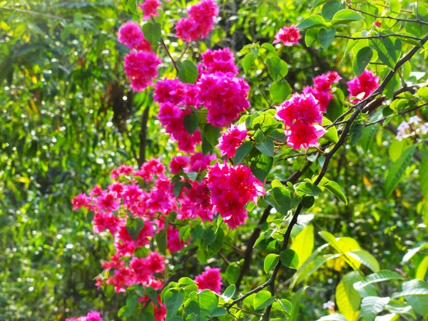 Букеты розовых фломастеров в саду — стоковое фото