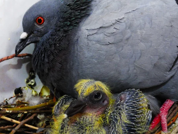 母と赤ちゃん鳩 — ストック写真