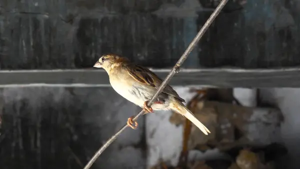 Le Moineau s'assoit sur un fil — Photo