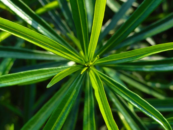 Long Leaves, Proportion — Stock Photo, Image