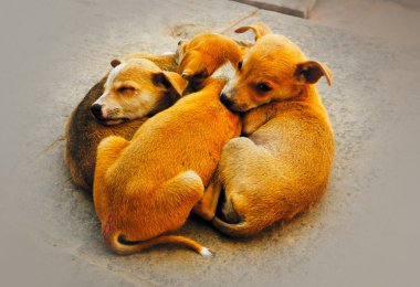 Kukla birbirleri ile uyku