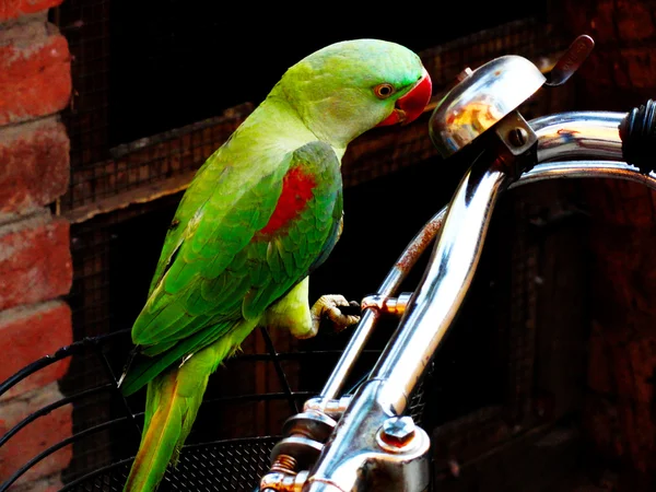 Papagaio indiano verde bonito sentado no punho da bicicleta — Fotografia de Stock