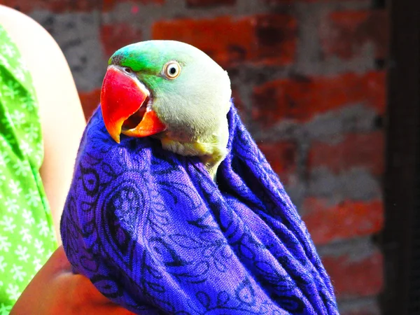 Papagaio indiano verde bonito coberto com cachecol azul em invernos — Fotografia de Stock