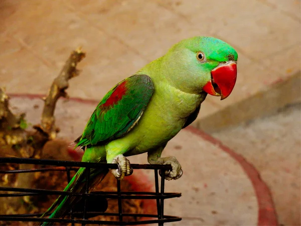 Papagaio indiano verde bonito sentado no punho da bicicleta — Fotografia de Stock