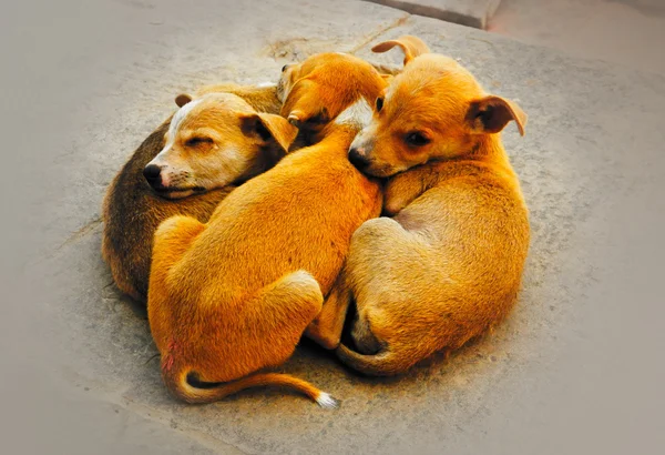 Cachorros durmiendo juntos — Foto de Stock
