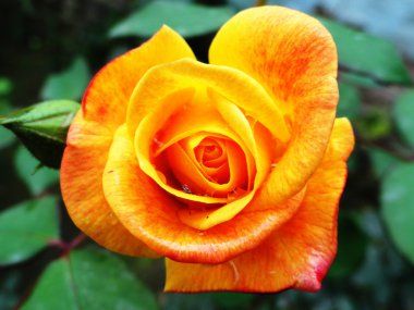 Sarı ve turuncu renk taze gül yaprakları sabah zamanında