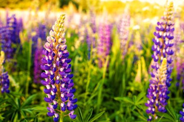 Lupines güneş ışığı altında bir alanda