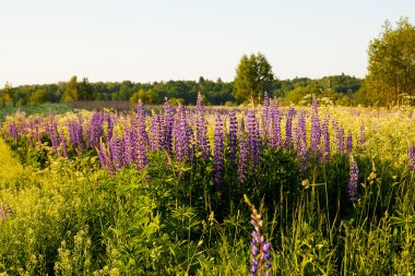 Lupines güneş ışığı altında bir alanda