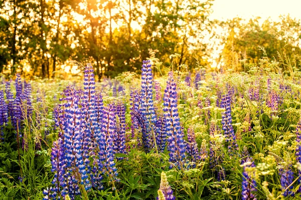 Lupines güneş ışığı altında bir alanda