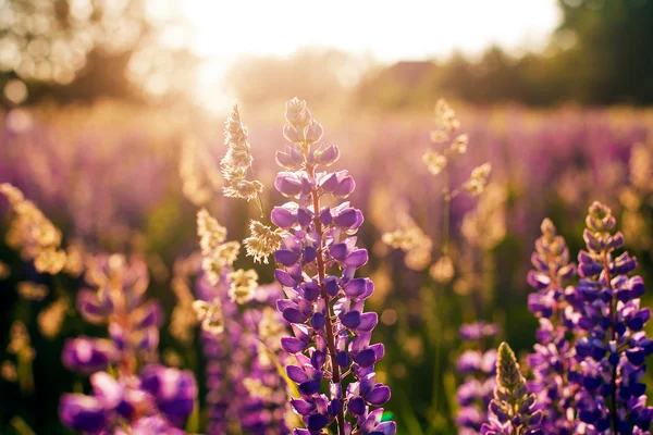 Lupines güneş ışığı altında bir alanda