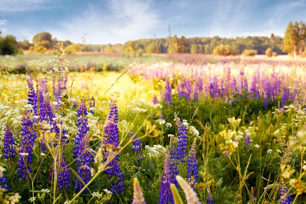 Lupines güneş ışığı altında bir alanda