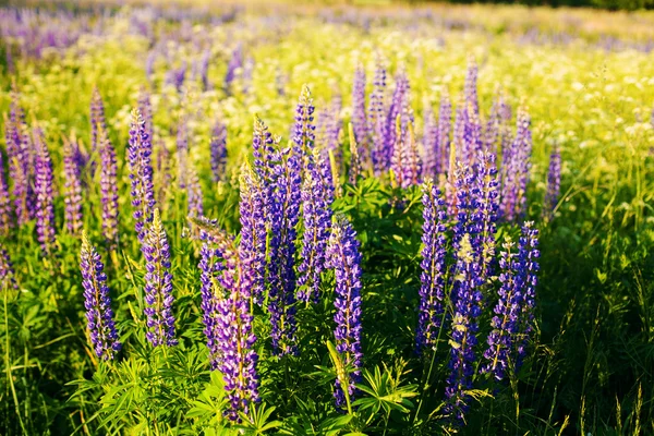 Lupines güneş ışığı altında bir alanda