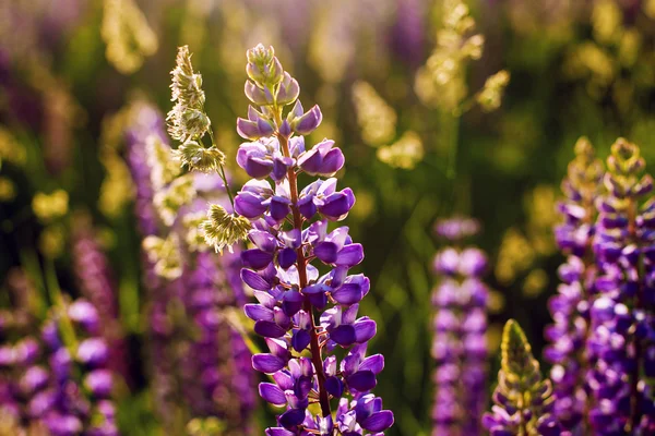 Lupines güneş ışığı altında bir alanda