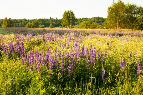 Lupines güneş ışığı altında bir alanda
