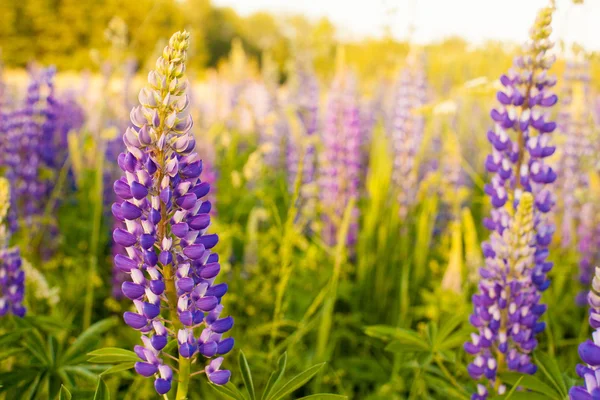 Lupines güneş ışığı altında bir alanda