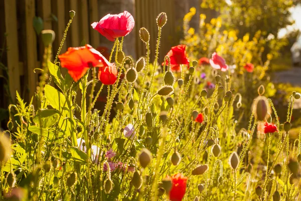 ポピーと太陽の下で他の花 — ストック写真