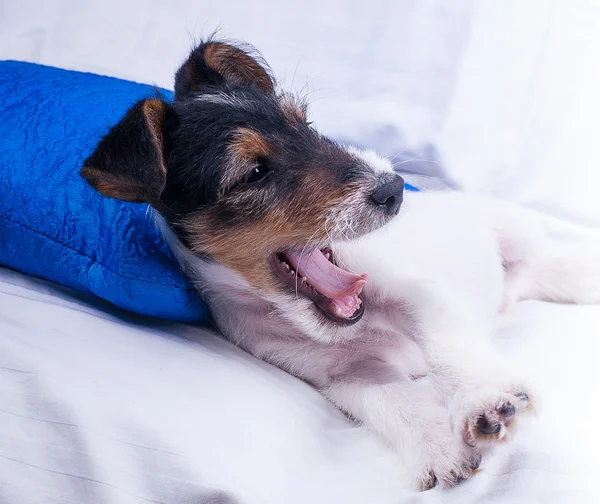 Esneme tilki korkunç köpek yavrusu
