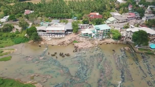 Elefantes tomando banho em Pinawala Village do Sri Lanka — Vídeo de Stock