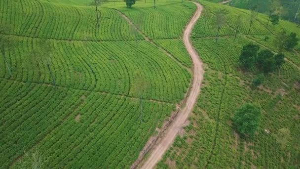 Hill Tea Plantation in Cloudy Day — Stock video