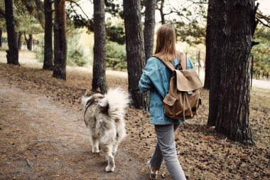 Kadın Yürüyüş Köpeği. Genç kız ve köpeği Alaska Malamute, Sonbaharda açık havada. Evcil hayvan