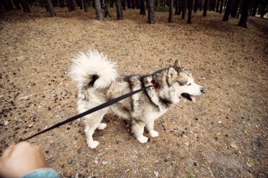 Genç kız ve köpeği Alaska Malamute, Sonbaharda açık havada. Evcil hayvan