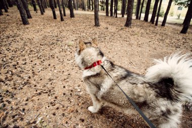 Alaska Malamute sonbahar parkında doğa üzerine. Evcil hayvan