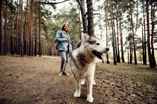 Kvinnlig vandringshund. Ung flicka med sin hund, Alaska Malamute, Utomhus på hösten. Husdjur — Stockfoto
