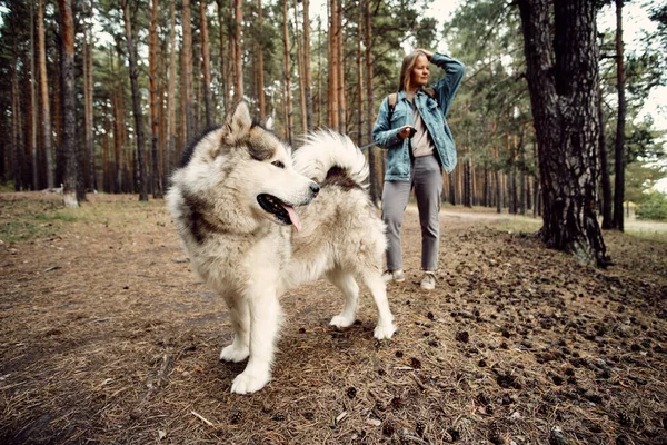 Kadın Yürüyüş Köpeği. Genç kız ve köpeği Alaska Malamute, Sonbaharda açık havada. Evcil hayvan — Stok fotoğraf