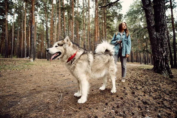 Mujer Paseando Perro. Chica joven con su perro, Alaska Malamute, al aire libre en otoño. Mascota doméstica —  Fotos de Stock