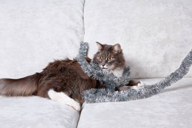 Komik gri kedi Noel oyuncağıyla oynuyor. Noel mevsimi ve Yeni Yıl