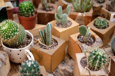 Farklı ahşap kaplarda çeşitli kaktüs bitkilerinin toplanması.